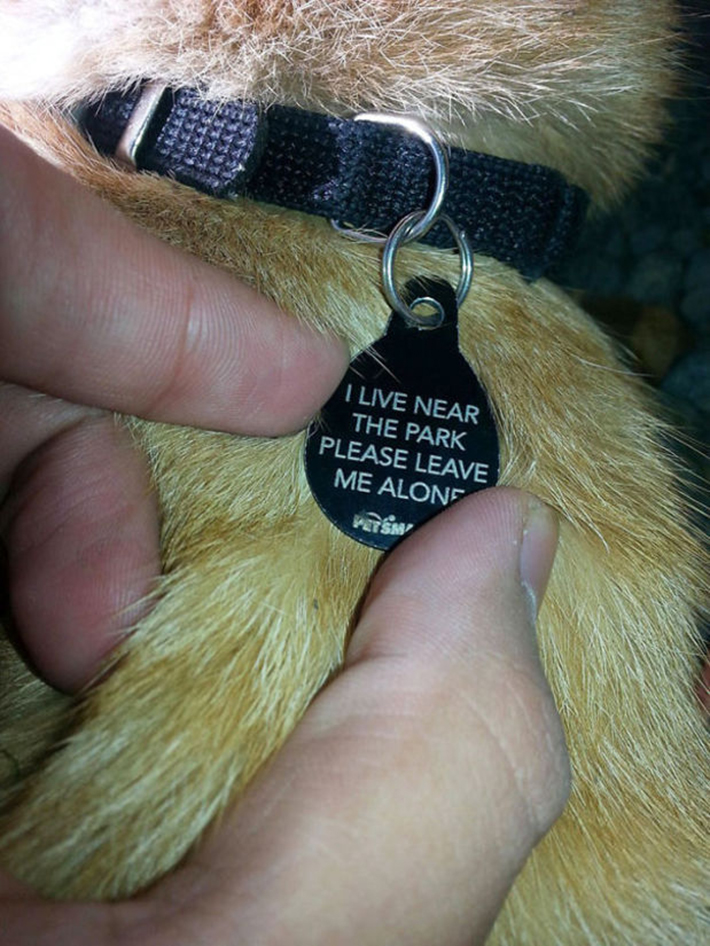 hilarious pet collar tags 2