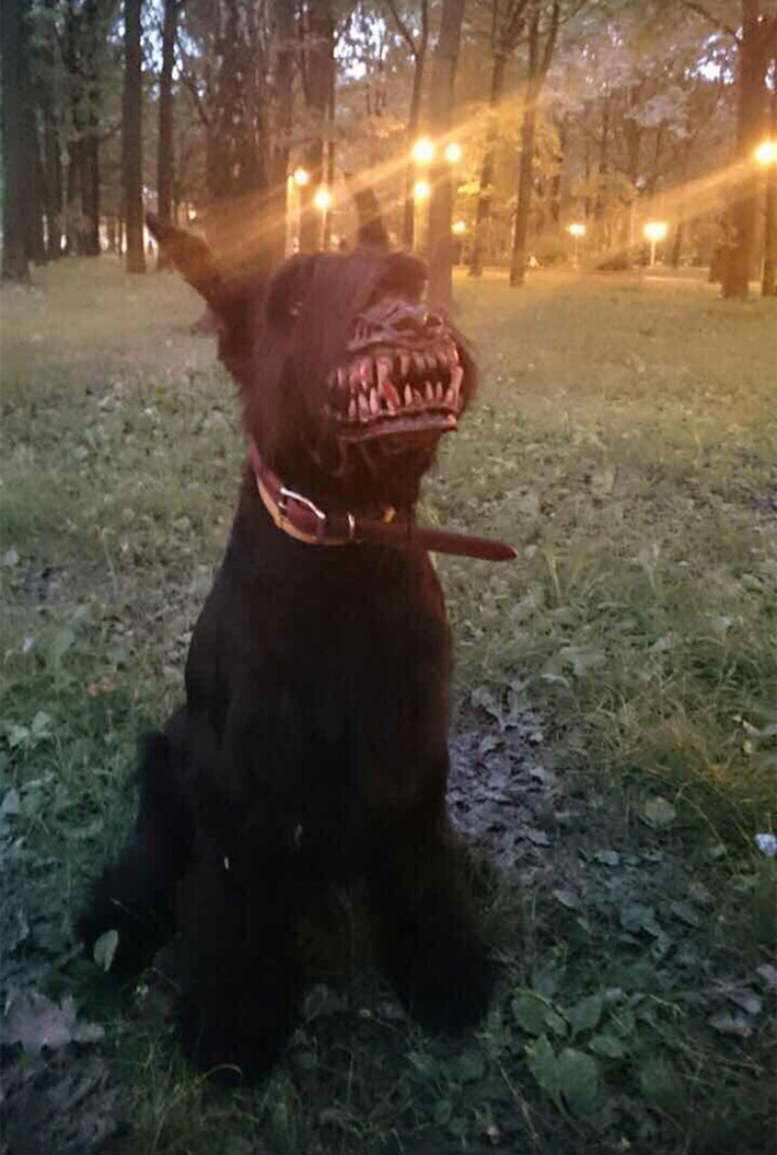 werewolf dog muzzle 1