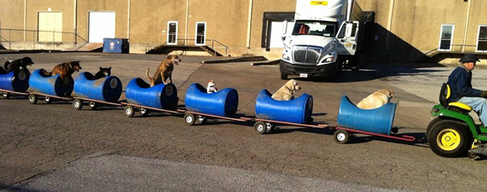 dog train 1