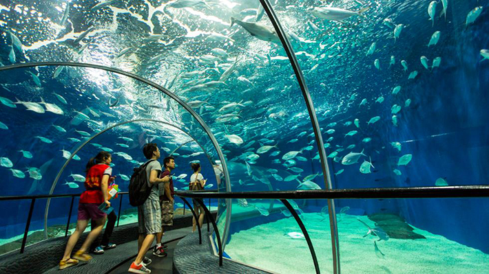 shanghai ocean aquarium 1