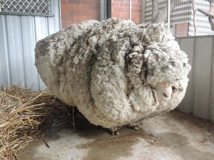 sheep 4