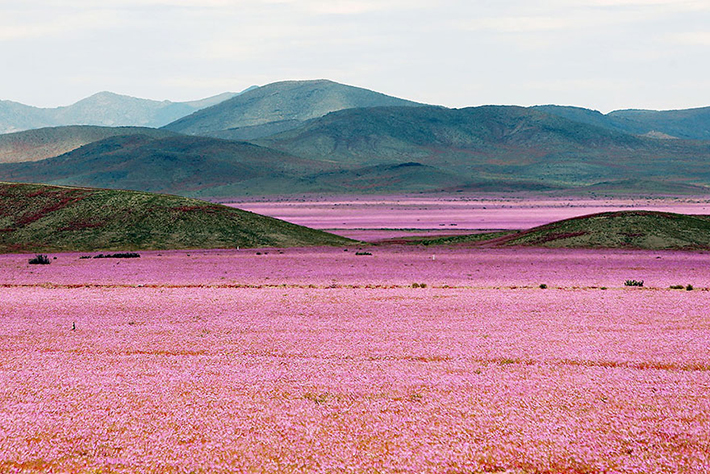 Atacama desert 1
