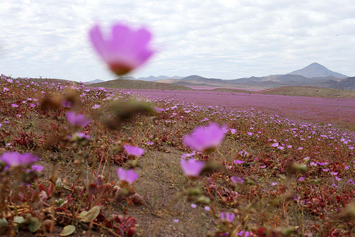 Atacama desert 5