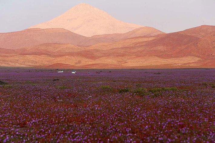Atacama desert 6