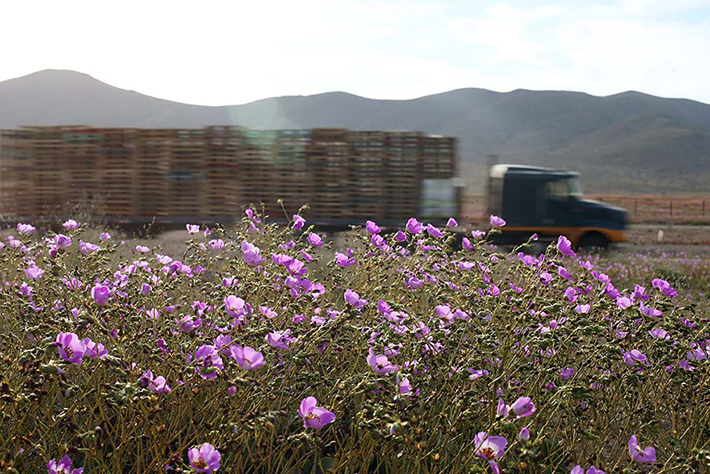 Atacama desert 7