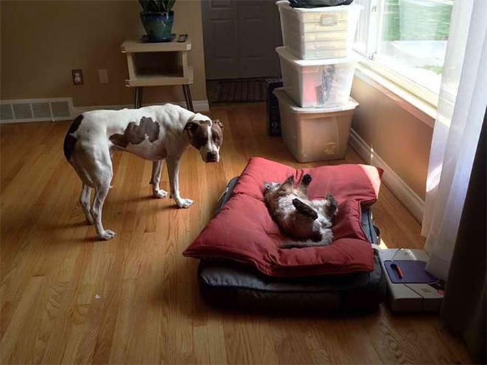 cat stealing dog beds 10
