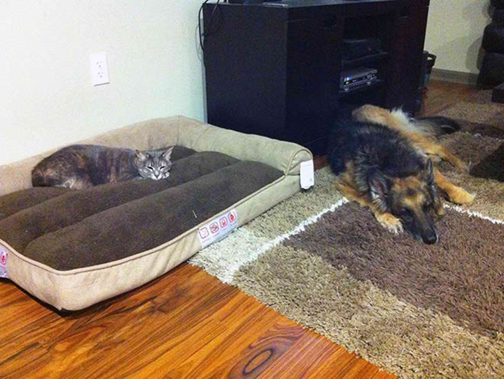cat stealing dog beds 11