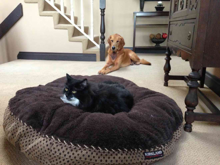 cat stealing dog beds 14