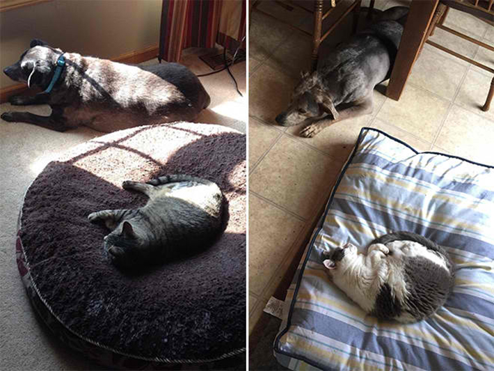 cat stealing dog beds 15