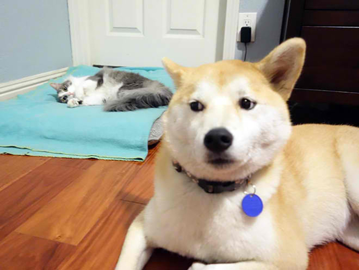 cat stealing dog beds 2