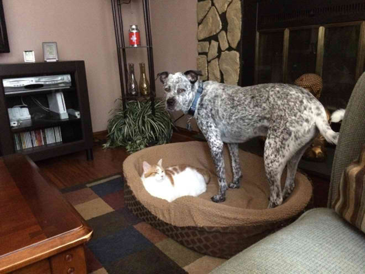 cat stealing dog beds 3