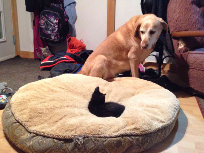 cat stealing dog beds 5