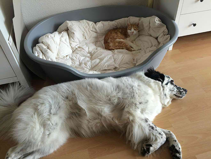 cat stealing dog beds 7
