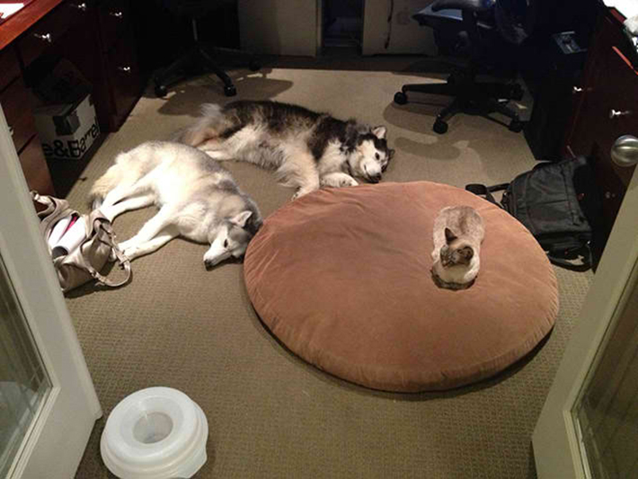 cat stealing dog beds 8
