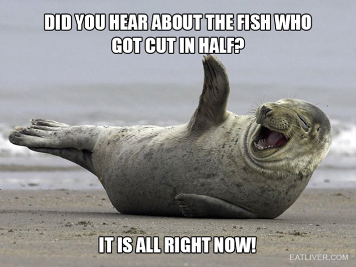 funny seal 1