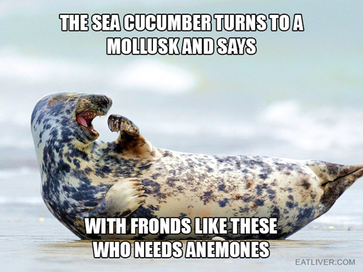 funny seal 10