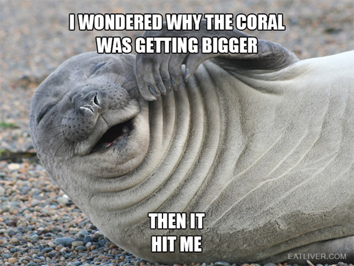 funny seal 12