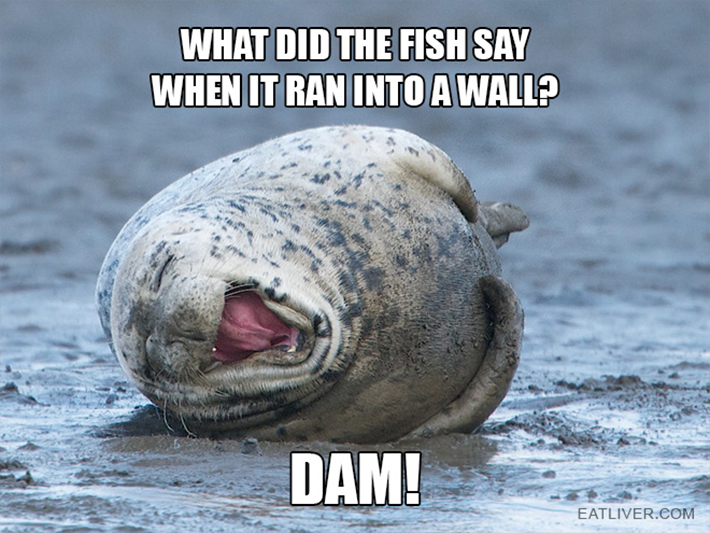 funny seal 2