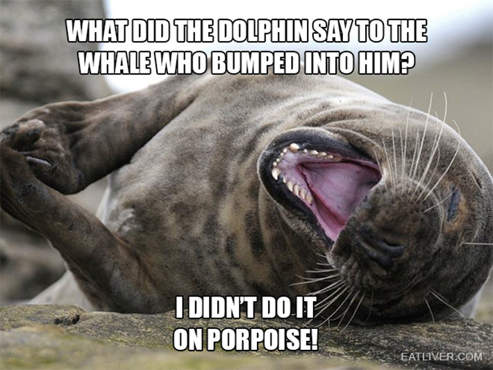 funny seal 4