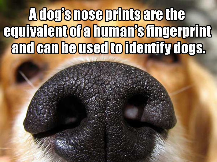 dog facts 12