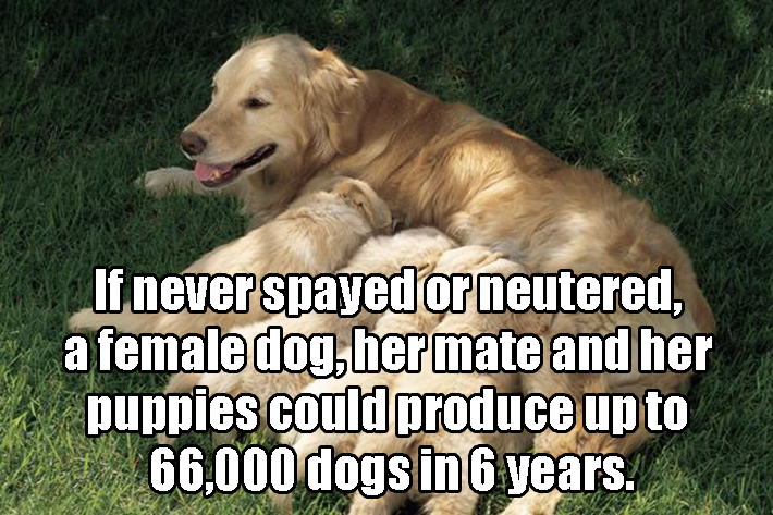 dog facts 9
