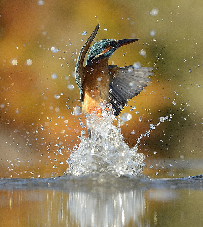 kingfisher McFadyen 5