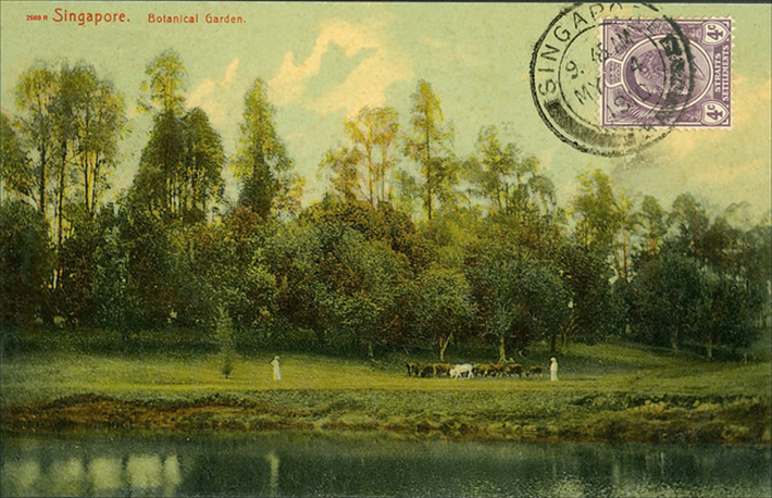 vintage postcards - singapore 11