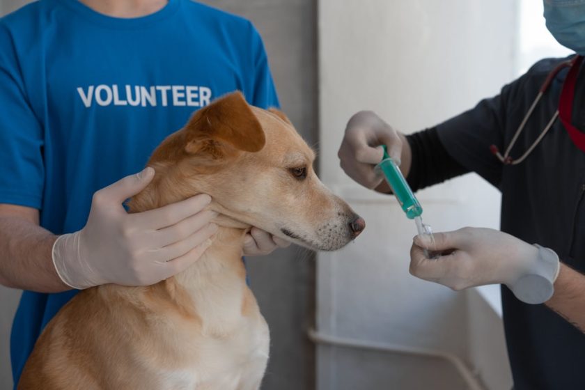 Achievements Of Goddard Veterinary Group Chalfont ST Peter