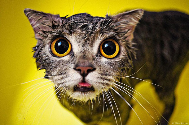 funny-wet-cats-10