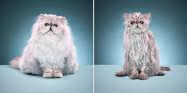 funny-wet-cats-14