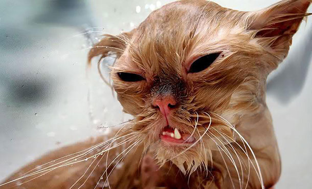 funny-wet-cats-19