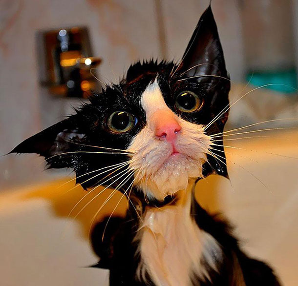 funny-wet-cats-2