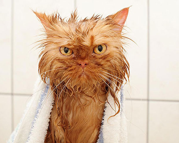 funny-wet-cats-20