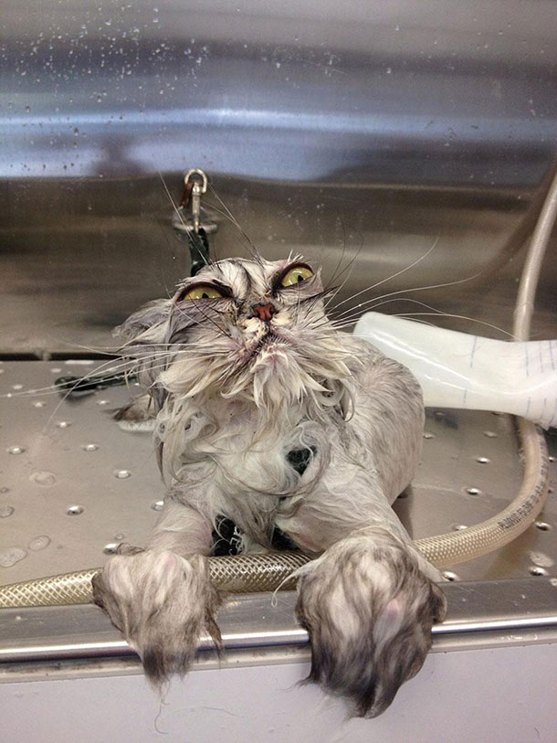 funny-wet-cats-3