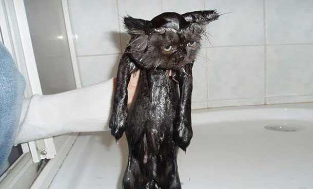 funny-wet-cats-4