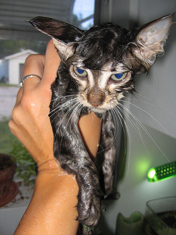 funny-wet-cats-5