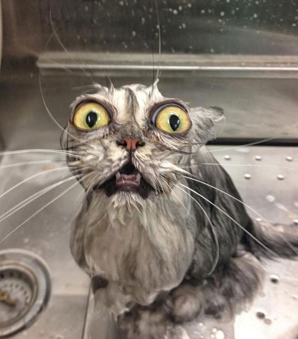 funny-wet-cats-8