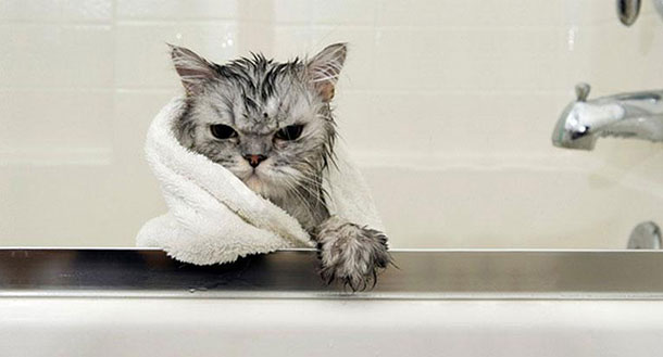 Fun Fact 20 Photos That Emphatically Prove Cats Don’t Like Water